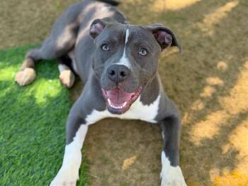 OBI -  American Staffordshire Terrier and Mixed Breed Dog for Adoption in Tallahassee, Florida - OBI | PetCurious