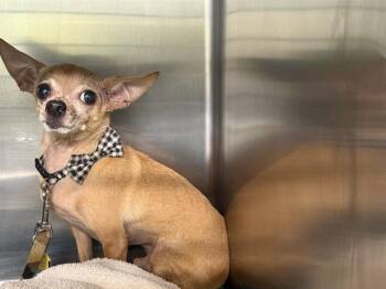 DEEBO -  Chihuahua Dog for Adoption in Grand Prairie, Texas - DEEBO | PetCurious