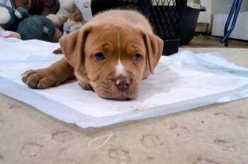 Rescue Bulldog Dogs for Adoption in Cleveland, Oklahoma - Duke | PetCurious