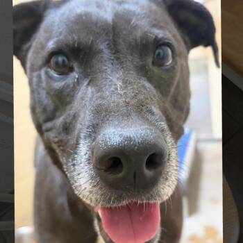 Jules -  Labrador Retriever and Mixed Breed Dog for Adoption in Palestine, Texas - Jules | PetCurious