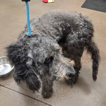 Poodle Dogs Available for Adoption in Chattanooga, Tennessee - Lyla | PetCurious