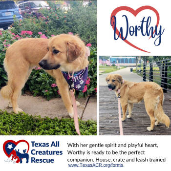 Rescue Golden Retriever and Great Pyrenees Dogs for Adoption in Alvarado, Texas - Worthy | PetCurious