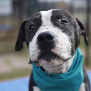 FRANK THE TANK -  American Staffordshire Terrier Dog for Adoption in San Antonio, Texas - FRANK THE TANK | PetCurious