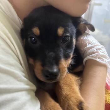 Shepherd and Labrador Retriever Dogs Available for Adoption - Margaux | PetCurious