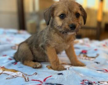 Norfolk Terrier Dogs Available for Adoption in Calera, Alabama - Rainey | PetCurious