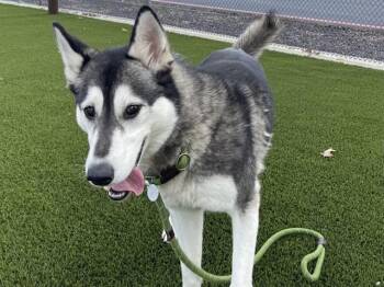 Husky Dogs Available for Adoption in Auburn, California - ADRIANNA | PetCurious