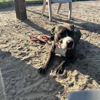 Mixed Breed Dogs Available for Adoption in Vineland, New Jersey - George | PetCurious