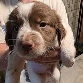 Smolder Bravestone -  Labrador Retriever Dog for Adoption in Fargo, North Dakota - Smolder Bravestone | PetCurious