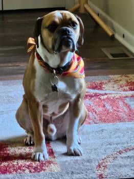 Sarge -  English Bulldog Dog for Adoption in Manchester, Tennessee - Sarge | PetCurious