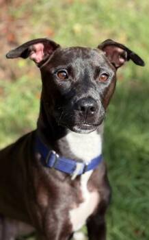 Rescue Labrador Retriever and Whippet Dogs for Adoption in Charlotte, North Carolina - Lizzie | PetCurious