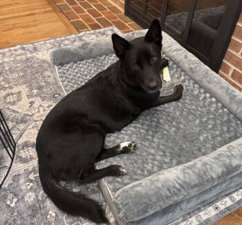 LOLA -  Jindo Dog for Adoption in Johns Creek, Georgia - LOLA | PetCurious