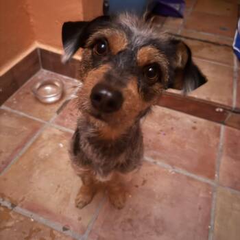 Wirehaired Dachshund and Miniature Schnauzer Dogs Available for Adoption - Morris | PetCurious