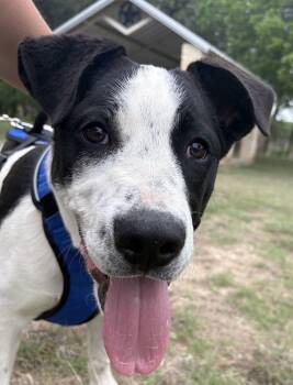 Labrador Retriever and Pointer Dogs Available for Adoption in Boerne, Texas - Smee | PetCurious