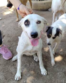 Manchas -  Pointer and Border Collie Dog for Adoption in Ramona, California - Manchas | PetCurious