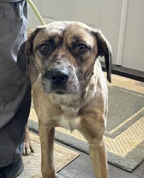 Mixed Breed Dogs Available for Adoption - Maria | PetCurious