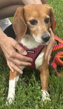 Mandy -  Beagle Dog for Adoption in Mundelein, Illinois - Mandy | PetCurious