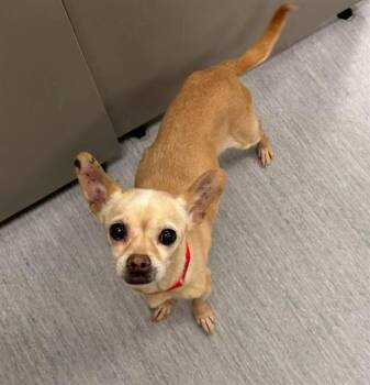 Chihuahua Dogs Available for Adoption in Colorado Springs, Colorado - EEYORE | PetCurious