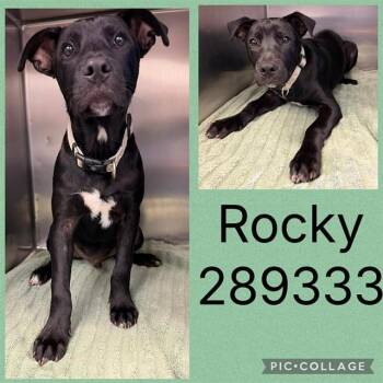 ROCKY -  Mixed Breed Dog for Adoption in Macon, Georgia - ROCKY | PetCurious
