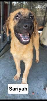 Sariyah -  German Shepherd Dog and Labrador Retriever Dog for Adoption in Cedarburg, Wisconsin - Sariyah | PetCurious