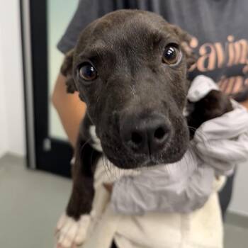 Bittie -  Terrier Dog for Adoption in Abilene, Texas - Bittie | PetCurious