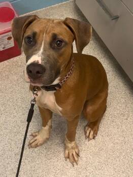 Nia -  Mixed Breed Dog for Adoption in Frankfort, Kentucky - Nia | PetCurious