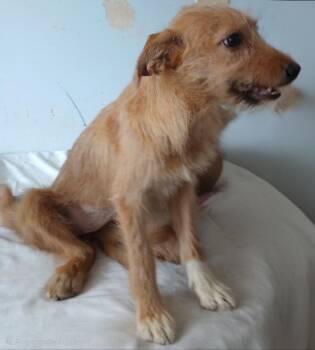 Daisy -  Norfolk Terrier and Border Terrier Dog for Adoption in Mena, Arkansas - Daisy | PetCurious