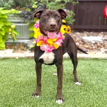 Jacqui -  Labrador Retriever and Terrier Dog for Adoption in Fairfield, Connecticut - Jacqui | PetCurious
