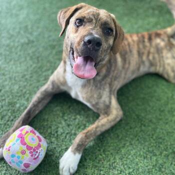 Pickles -  Mixed Breed Dog for Adoption in Bradenton, Florida - Pickles | PetCurious