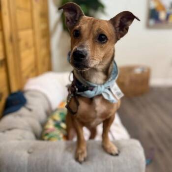 Shelly Lou WooHoo -  Chihuahua and Jack Russell Terrier Dog for Adoption in Friendswood, Texas - Shelly Lou WooHoo | PetCurious