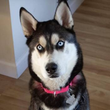Stella -  Siberian Husky Dog for Adoption in Blaine, Minnesota - Stella | PetCurious