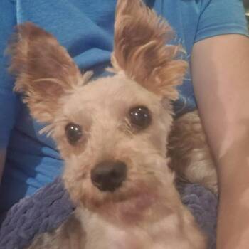 Sway -  Yorkshire Terrier Dog for Adoption in Raleigh, North Carolina - Sway | PetCurious