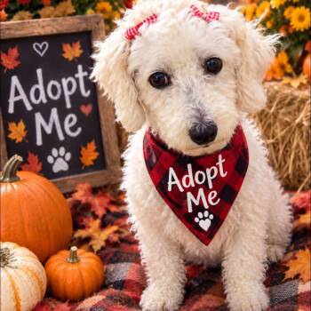 Coco Chanel -  Bichon Frise Dog for Adoption in Brockport, New York - Coco Chanel | PetCurious