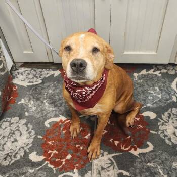 Shine -  Labrador Retriever Dog for Adoption in Oak Point, Texas - Shine | PetCurious