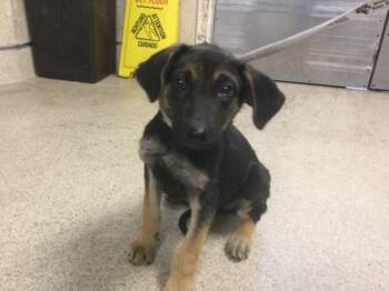 Rescue German Shepherd Dog Dogs for Adoption in Riverside, California - LUNA | PetCurious