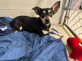 Rescue Terrier and Chihuahua Dogs for Adoption in Camden, Tennessee - Jane Doe | PetCurious