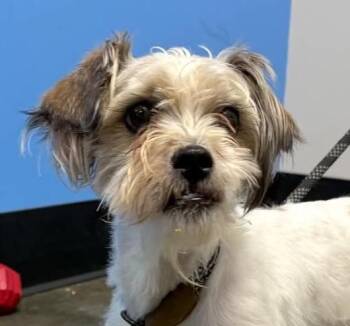Igloo -  Shih Tzu and Terrier Dog for Adoption in Cumming, Georgia - Igloo | PetCurious