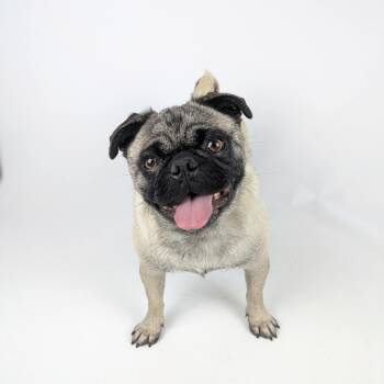 Pug Dogs Available for Adoption - Gladys | PetCurious