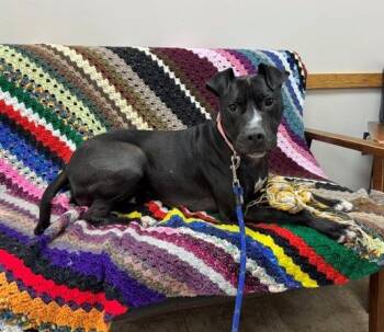 Ember -  Pit Bull Terrier Dog for Adoption in Mansfield, Massachusetts - Ember | PetCurious