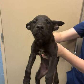 Sol -  Mixed Breed Dog for Adoption in Gadsden, Alabama - Sol | PetCurious