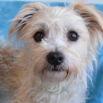 American Chili -  Terrier Dog for Adoption in Eureka, California - American Chili | PetCurious