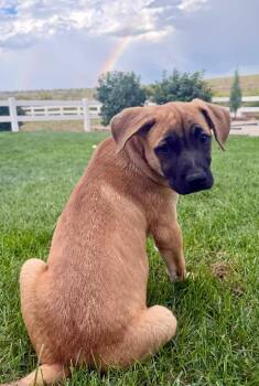 Natacha -  Australian Cattle Dog Blue Heeler Dog for Adoption in Fort Lupton, Colorado - Natacha | PetCurious