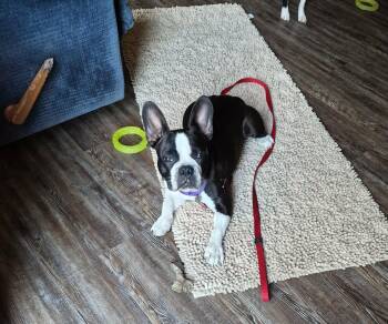 Dax -  Boston Terrier Dog Available for Adoption in Summit, Oklahoma - Dax | PetCurious