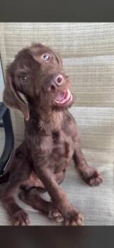 Oak -  Labradoodle Dog for Adoption in San Diego, California - Oak | PetCurious