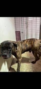Rescue Mastiff Dogs for Adoption in Harrisonville, Missouri - Rambo | PetCurious