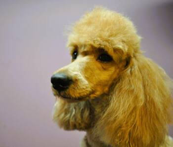 LEXI -  Poodle Dog for Adoption in Elk River, Minnesota - LEXI | PetCurious