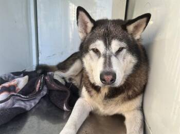 KNOX -  Alaskan Malamute Dog for Adoption in Martinez, California - KNOX | PetCurious