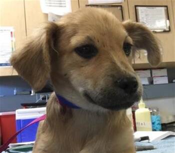 CHEWY -  Chihuahua Dog for Adoption in Riverside, California - CHEWY | PetCurious