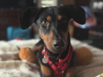 Doberman Pinscher Dogs Available for Adoption - Connie | PetCurious