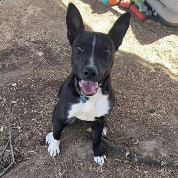 Border Collie Dogs Available for Adoption - Goober | PetCurious