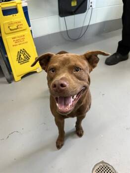 HAZEL -  Pit Bull Terrier and Mixed Breed Dog for Adoption in Corpus Christi, Texas - HAZEL | PetCurious